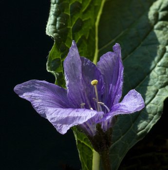 Alraune Mandrogora officinarum 10 Samen