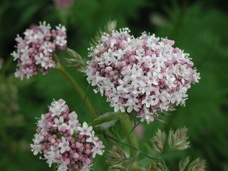 Arznei-Baldrian 50 Samen, Baldrian, (Valeriana Officinalis)