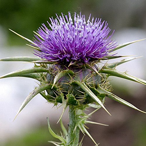 Mariendistel - Silybum marianum - Zier- und Arzneipflanze - 100 Samen