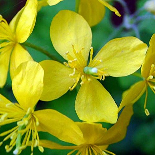 Schöllkraut - Chelidonium majus - Zier- u. Arzneipflanze - giftig - 200 Samen