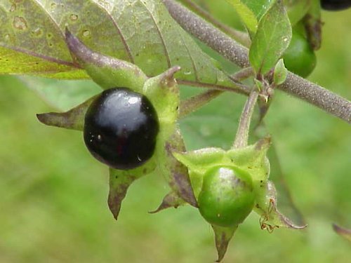 Tollkirsche 50 Samen (Atropa belladonna) **Winterhart** --Schwarze Tollkirsche--