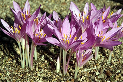 Asklepios-seeds® - Colchicum autumnale Saatgut, Herbstzeitlose, 200 Samen, Herbst-Zeitlose