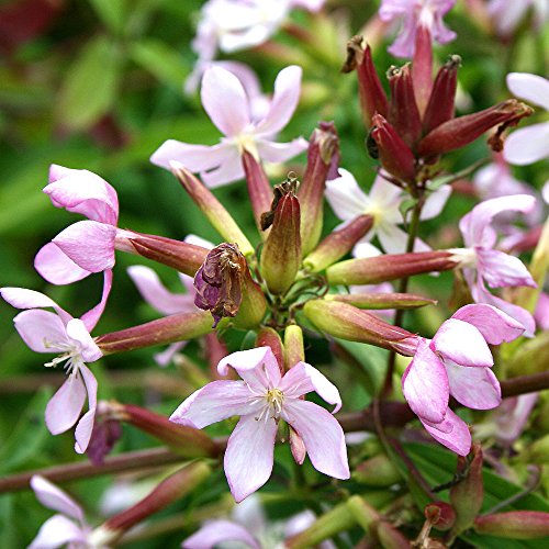 Seifenkraut - Saponaria officinalis - Zier- u. Arzneipflanze - 200 Samen