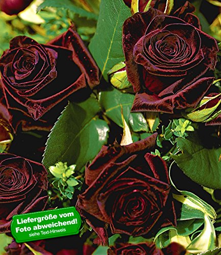 BALDUR-Garten Edelrosen 'Black Baccara®', 1 Pflanze