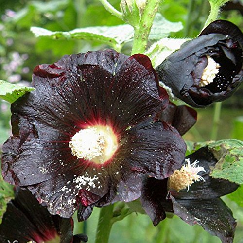 Schwarze Stockrose – Schwarze Malve – Zier- / Arzneipflanze – Althaea (Alcea) rosea var. Nigra – 100 Samen