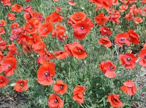 Klatschmohn - Flander-Mohnblume - Mohn American Legion - Blume - 3000 Samen