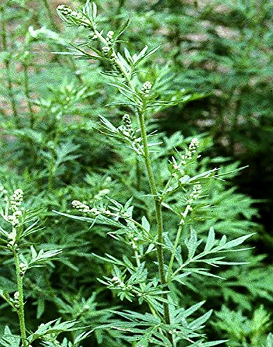 Beifuß - Artemisia vulgaris - 1000 Samen